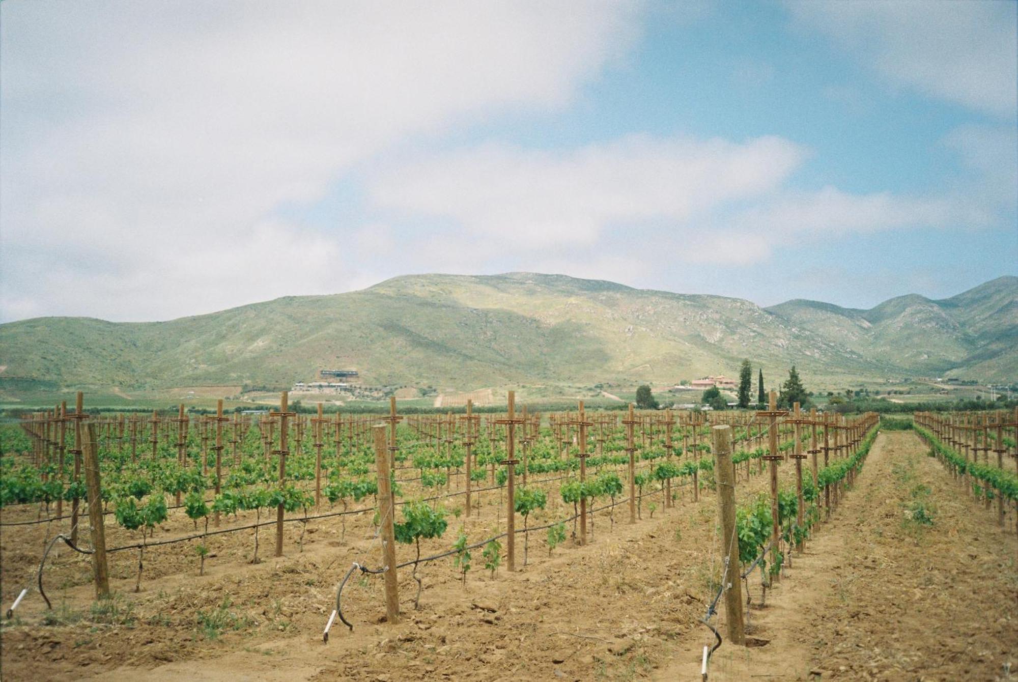 Alma Liebre Vinedos Del Valle Villa Valle de Guadalupe Exterior photo